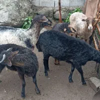 فروش چند راس گوسفند و بره نر و ماده