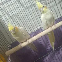 عروس هلندی با جوجه