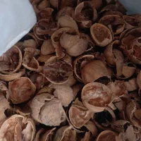پوست گردو