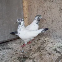 کفتر خله دوم سبز .طوقی