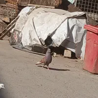 کفتر سرخ دم سرور نر