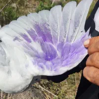 کفتر