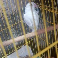 برزیلی آلبینو نر تک