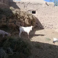 نربزسانن چهاردندون
