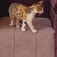 گربه باهوش و بازیگوش