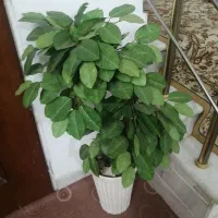 درختچه