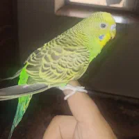 مرغ عشق