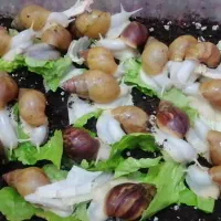 فروش و پرورش حلزون ، سوددهی خوب