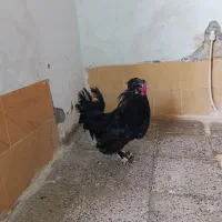خروس نژاد دار