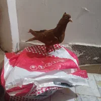 سرخ کاکلی مغلف