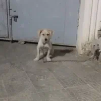 واگذاری سگ پاکوتاه