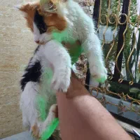 گربه 6 ماهه نژاد پرشین پشمالو کاملا اهلی