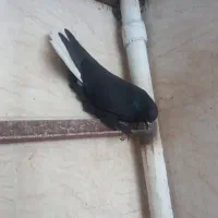 دم سفید