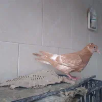کبوتر،کفتر سینه زردجوجه