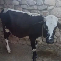 گاو برای فروش