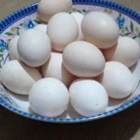 تخم مرغ های زیرمرغی ونطفه دار ازهر نوع مرغ وخروس