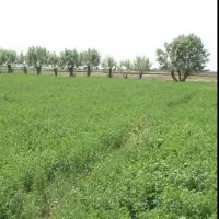 یونجه چین دوم