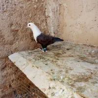 کلاغ ماده فروشی