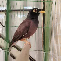 واگذاری مرغ مینا رایگان