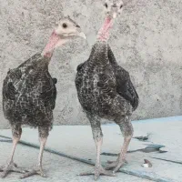 جوجه بوقلمونه