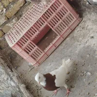 کفترطوقی|پرنده|مشهد, شهید احمدی روشن|دیوار