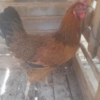 فروش مرغ محلی تخم گذار
