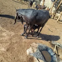 چتی مری اصل با  دوکره