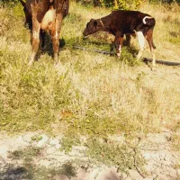 ماده گاو باگو ساله نرمور مال صحرا دوماه تلقیح شده