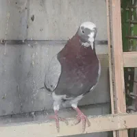 ۴تا کفتر پرشی