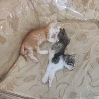 واگذاری بچه گربه خوشگل وملوس