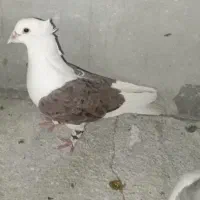 مشتی کاکلی وپشت طاوسی دوتاش جون خوشتیب