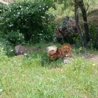 پامرروباهی