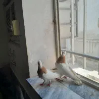کفتر طوقی زرد با کفتر قورگی و پلنگی