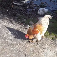 خروس برهما رشت جانبازان