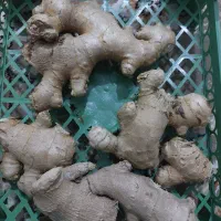 زنجبیل قلم
