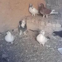 کبوتر