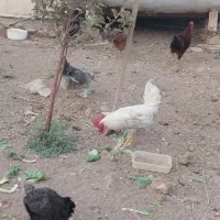 خروس|حیوانات مزرعه|شازند, |دیوار