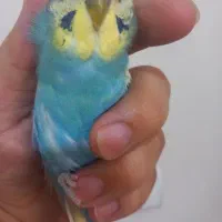 مرغ عشق