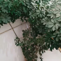 گل طبیعی شفرا بزرگ