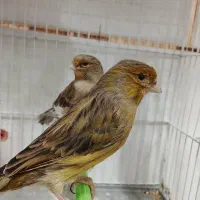 قناری تک و تعداد قناری نر قناری سوپر قناری بلند