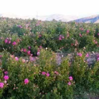 جویای کار هستم