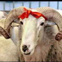 عقیقه/نذری/قربانی/مصرفی/گوسفند زنده ضمانتی نصفگوشت