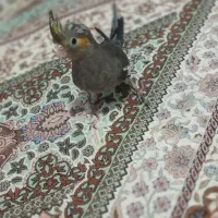 عروس هلندی نر رام بالغ