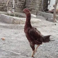 مرغ لاری