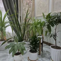 گل آپارتمانی