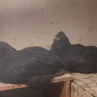 تعداد۱۹عددنیمچه۵ماهه همگی مرغ و۲ماهه