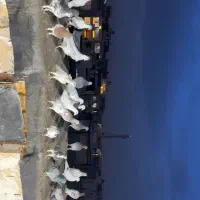 کفتر بوم