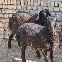 گوسفند میش بز بره