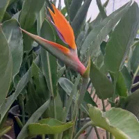 گل پرنده بهشتی فقط ۲۷۰