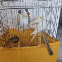 سه عدد عروس هلندی ی جفت قیمت پیشنهادی